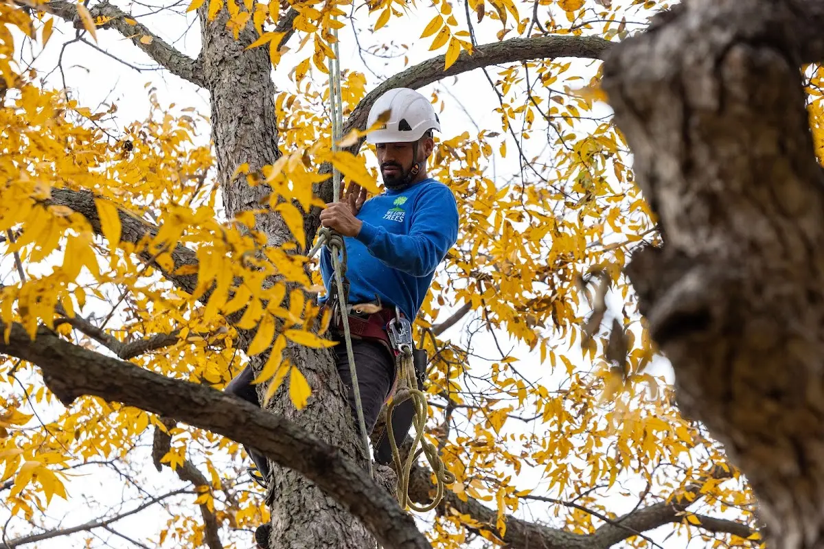 Skilled Tree Planing crew working in Chatham