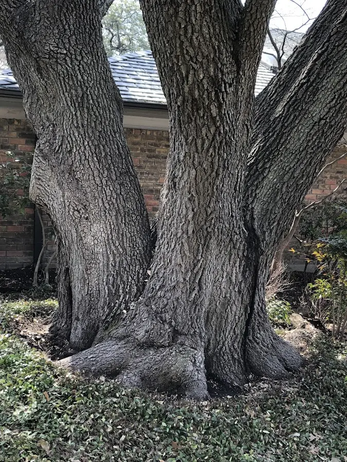 Mature heritage tree close to a Chatham property cared for by certified arborists